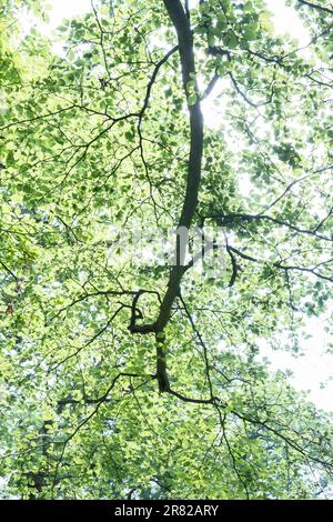 Un arbre Beech en pleine feuille d'été en lumière vive, Worcestershire, Angleterre. Banque D'Images