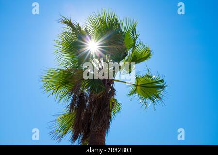 Un magnifique paysage avec un grand palmier silhoueté sur un ciel bleu brillant, illuminé par les rayons chauds du soleil Banque D'Images