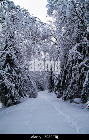 Une scène hivernale pittoresque avec une route sinueuse qui traverse une forêt luxuriante, couverte de neige fraîchement tombée Banque D'Images