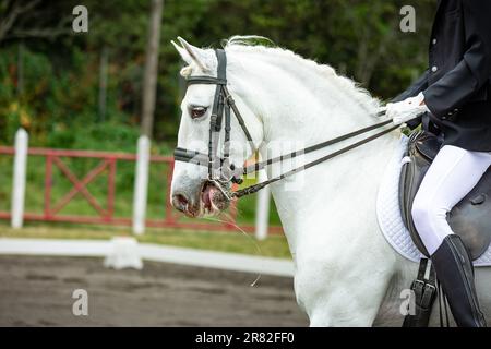 Le cheval blanc pendant la compétition de dressage, la bride, la selle et le cavalier. Banque D'Images