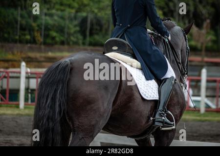 Cheval élégant, spectacle de dressage, cheval Lusitano noir. Banque D'Images