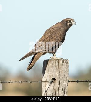 Falco berigora, faucon brun, en posture d'alerte, perché sur un poteau de clôture patiné contre un ciel bleu pâle dans l'outback australien Banque D'Images