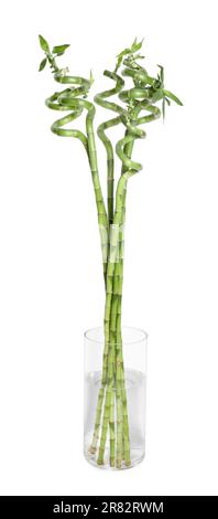 Vase avec de belles tiges de bambou vert sur fond blanc Banque D'Images