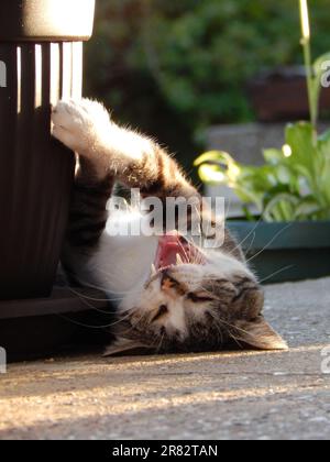 Un chat tabby brun et blanc qui s'étend sur le dos tout en s'étirant et en bâchant Banque D'Images