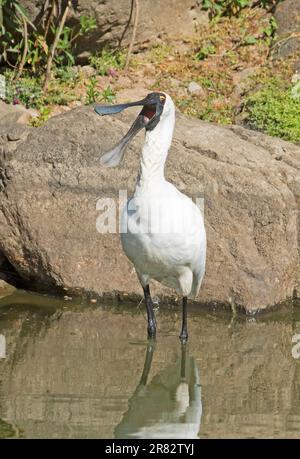 Royal Spoonbill, Platalea regia, debout dans l'eau claire du lac avec grand bec grand ouvert aux jardins botaniques de Bundaberg Banque D'Images