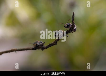 Gros plan d'un groupe d'abeilles sudoricoles reposant sur une branche avec un arrière-plan flou. Banque D'Images