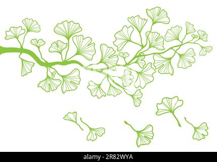 Direction générale de l'arbre de ginkgo avec des feuilles vertes, vector background Illustration de Vecteur