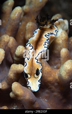 Une nudibranche colorée, Glossodoris atromgainata, traverse le fond marin dans le parc national de Komodo, en Indonésie. Banque D'Images