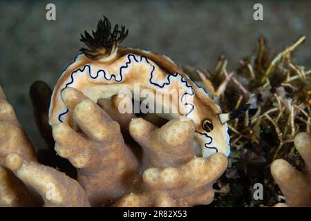 Une nudibranche colorée, Glossodoris atromgainata, traverse le fond marin dans le parc national de Komodo, en Indonésie. Banque D'Images