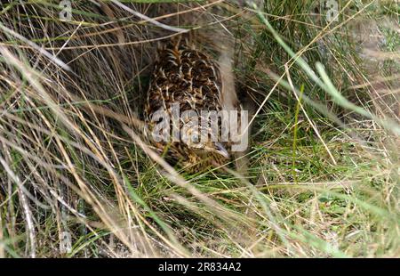 Nidification d’oiseaux dans le parc national de la Serra da Bocaina, dans l’État de São Paulo, Brésil. Banque D'Images