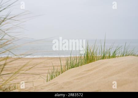 Dunes de sable avec herbe de marram et plage vide sur la côte hollandaise. Pays-Bas en journée. Banque D'Images