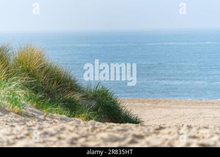 Dunes de sable avec herbe de marram et plage vide sur la côte hollandaise. Pays-Bas en journée. Banque D'Images