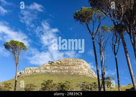La montagne Lion's Head dans le parc national de Table Mountain - le Cap, Afrique du Sud Banque D'Images
