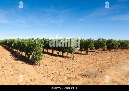 Paysage de vignobles de la région viticole de Duero, Espagne. Panorama agricole espagnol Banque D'Images