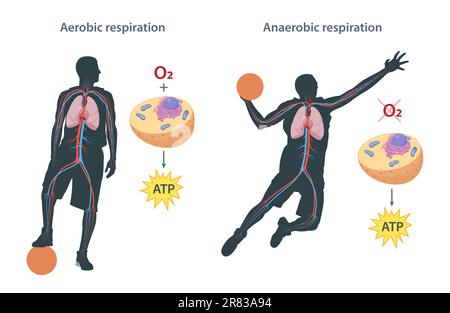 Différence entre la respiration aérobie et anaérobie Banque D'Images