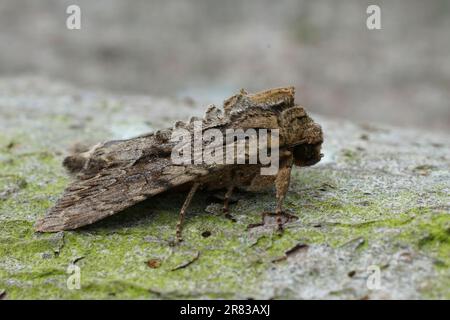 Gros plan sur les grandes arches sombres, le papillon, Apamea monoglypha assis sur le bois Banque D'Images