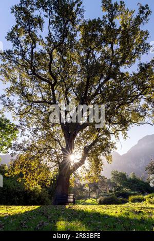 Chêne européen géant (Quercus robur) au jardin botanique national de Kirstenbosch - le Cap, Afrique du Sud Banque D'Images