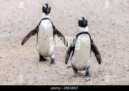 Deux pingouins africains (Spheniscus demersus) à la plage de Boulders dans la ville de Simon's, près du Cap, Afrique du Sud Banque D'Images