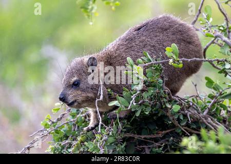 Rock hyrax (Procavia capensis) à la plage de Boulders dans la ville de Simon's, près du Cap, Afrique du Sud Banque D'Images