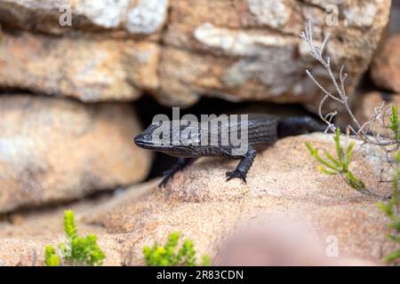 Cordylus niger, le lézard noir à cape point dans le parc national du Cap de bonne espérance, près du Cap, en Afrique du Sud Banque D'Images