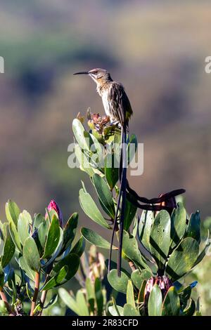 Cape sugarbird (cafetière Promerops) - jardin botanique national de Kirstenbosch - le Cap, Afrique du Sud Banque D'Images