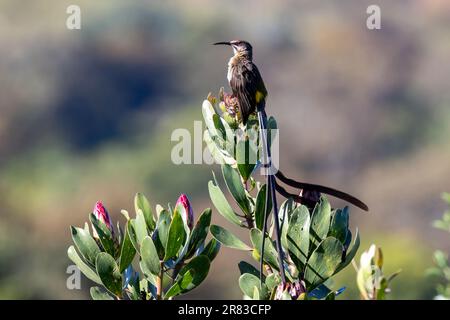 Cape sugarbird (cafetière Promerops) - jardin botanique national de Kirstenbosch - le Cap, Afrique du Sud Banque D'Images