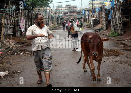 Dhaka Bangladesh 18 jun2023, des animaux sacrificiels ont commencé à arriver sur les marchés de la capitale avant la prochaine Eid-ul-Azha, photo a été prise Banque D'Images