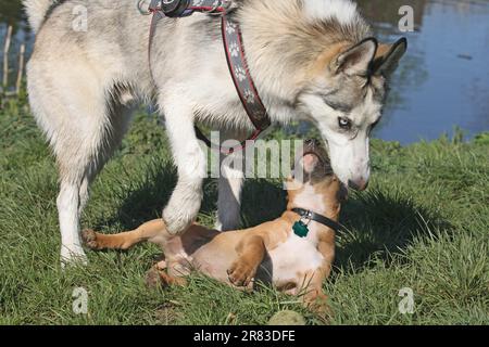 Husky sibérien et chiot Bull Terrier, 14 semaines, jouant ensemble. Husky domine le chiot Banque D'Images