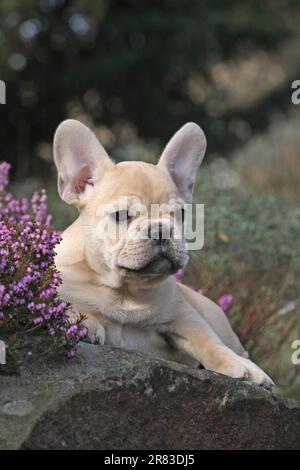 Bulldog français, 10 semaines, couleur faun, allongé sur des rochers à côté d'erica (neige chinée) Banque D'Images