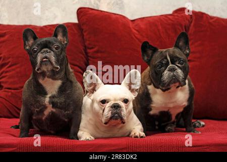 3 Bulldogs français assis l'un à côté de l'autre sur le canapé Banque D'Images