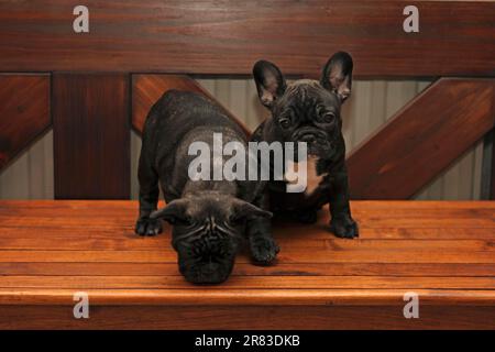 2 chiots français Bulldog, âgés de 9 semaines, assis les uns à côté des autres sur un banc en bois dans le salon Banque D'Images