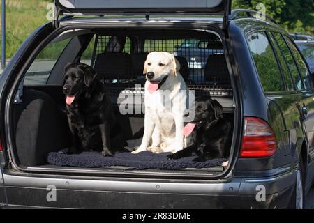 3 Labrador Retrievers assis dans le coffre de la voiture Banque D'Images