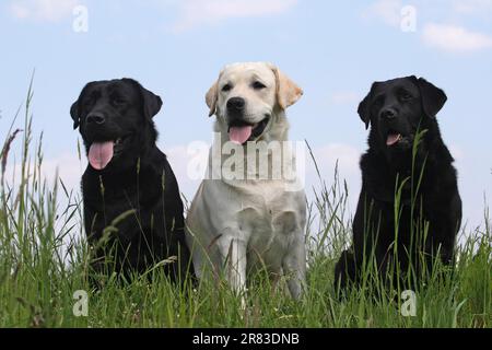 3 Labrador Retrievers assis les uns à côté des autres dans la prairie Banque D'Images