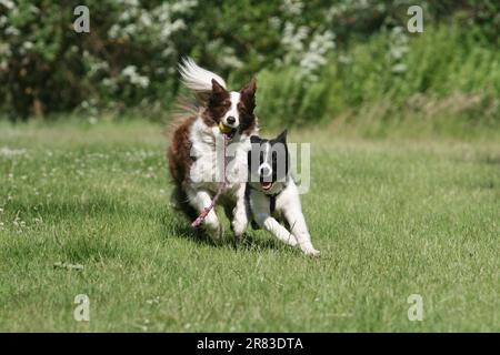 Border collie et Border collie Puppy, 16 semaines, jouant ensemble à travers la prairie Banque D'Images