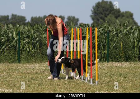 La jeune femme court à travers des bâtons de slalom d'agilité avec la frontière collie chiot, 16 semaines Banque D'Images