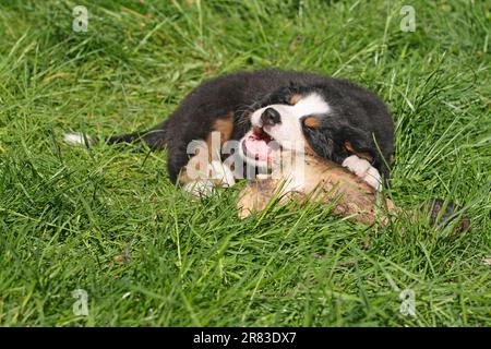 Chien de montagne bernois chiot, 7 semaines, ronger sur un gros os Banque D'Images