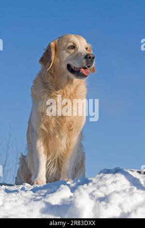 Golden Retriever homme de 4 ans assis dans la neige Banque D'Images