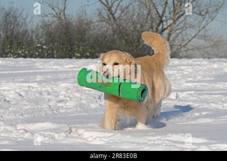 Golden Retriever masculin de 4 ans, qui traverse la neige avec un tapis de caoutchouc mousse dans sa bouche Banque D'Images