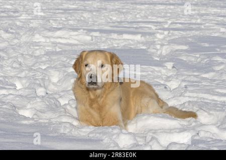 Golden Retriever mâle de 4 ans couché dans la neige Banque D'Images