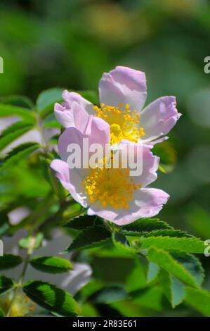 Rose de haie dans le jardin à fleurs, rose, blanc à fleurs, rose de haie (Rosa corymbifera) jardin de roses à Oberderdingen Banque D'Images