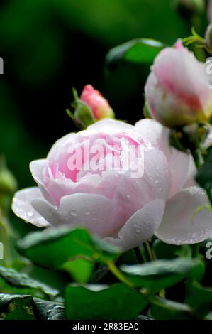 Rose anglais, rosee, blanc, David Austin, raindrop, Jardin de roses à Oberderdingen Banque D'Images