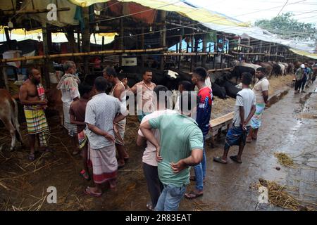 Dhaka Bangladesh 18 jun2023, des animaux sacrificiels ont commencé à arriver sur les marchés de la capitale avant la prochaine Eid-ul-Azha, photo a été prise Banque D'Images