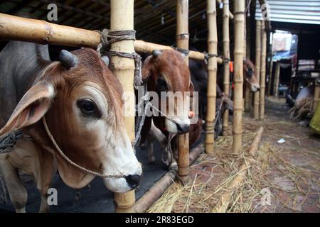 Dhaka Bangladesh 18 jun2023, des animaux sacrificiels ont commencé à arriver sur les marchés de la capitale avant la prochaine Eid-ul-Azha, photo a été prise Banque D'Images