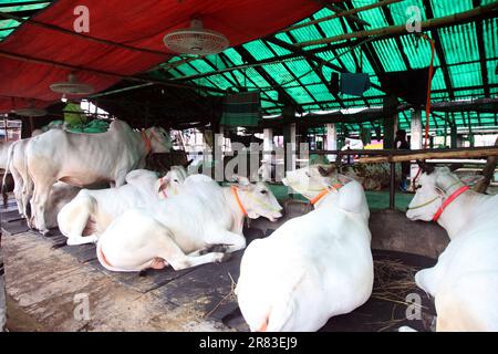 Dhaka Bangladesh 18 jun2023, des animaux sacrificiels ont commencé à arriver sur les marchés de la capitale avant la prochaine Eid-ul-Azha, photo a été prise Banque D'Images