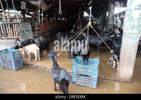 Dhaka Bangladesh 18 jun2023, des animaux sacrificiels ont commencé à arriver sur les marchés de la capitale avant la prochaine Eid-ul-Azha, photo a été prise Banque D'Images