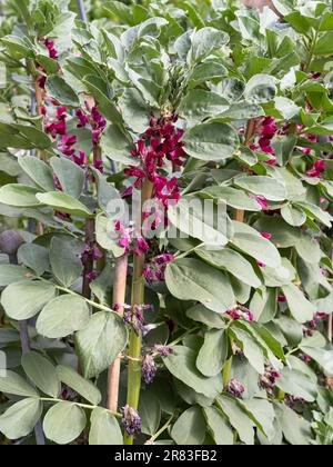 Plante de haricots larges à fleurs cramoisi Banque D'Images