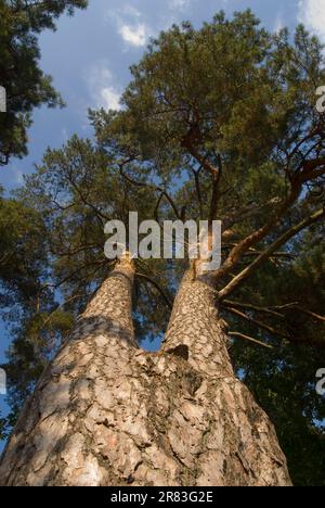 Vieux PIN au bacon, PIN écossais (Pinus sylvestris), PIN écossais, PIN rouge, PIN blanc, PIN écossais Banque D'Images