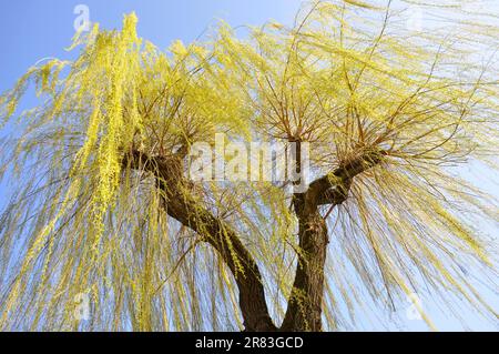 Pousses fraîches de saule pleurant (Salix babylonica) au printemps, vent fort, saule pleurant Banque D'Images