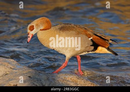 Une oie égyptienne (Alopochen aegyptiacus) en eau peu profonde, Afrique du Sud Banque D'Images