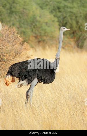 Autruche mâle (Struthio camelus) debout dans les prairies sèches, désert de Kalahari, Afrique du Sud Banque D'Images